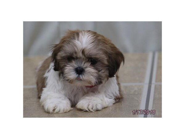 Shih Tzu-DOG-Female-Red / White-4868-Petland Montgomery, Alabama