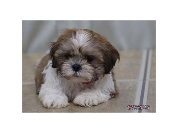 Shih Tzu DOG Female Red / White 4868 Petland Montgomery, Alabama