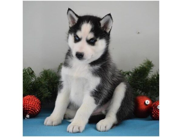 Siberian Husky DOG Female Black / White 4870 Petland Montgomery, Alabama