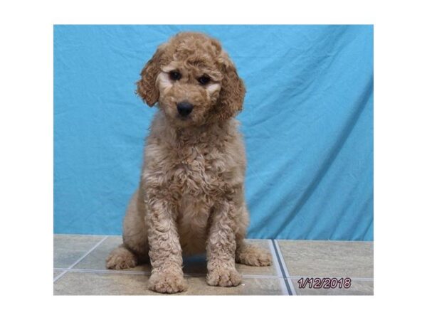 Goldendoodle 2nd Gen-DOG-Female-Dark Golden-4871-Petland Montgomery, Alabama