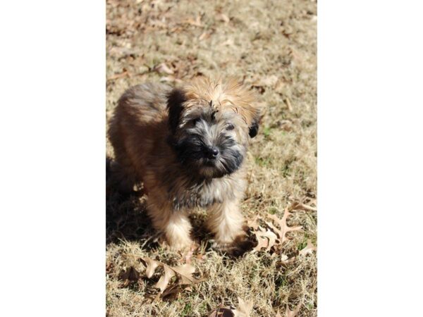 Soft Coated Wheaten Terrier-DOG-Female-Wheaten-4796-Petland Montgomery, Alabama