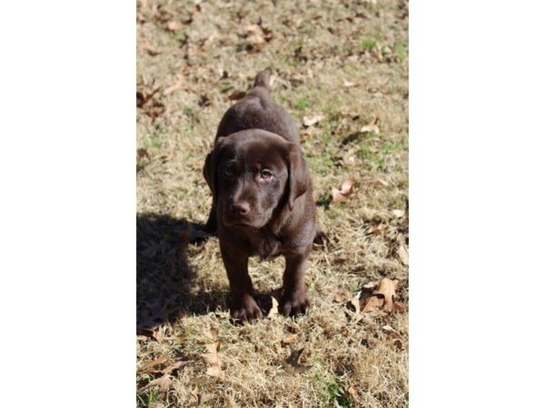 Labrador Retriever DOG Female Chocolate 4869 Petland Montgomery, Alabama