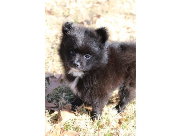 Pomeranian DOG Female Black 4872 Petland Montgomery, Alabama