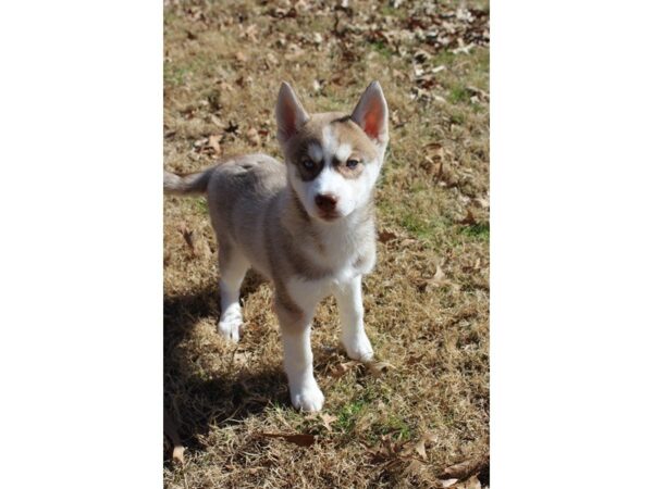 Siberian Husky DOG Female Red / White 4862 Petland Montgomery, Alabama