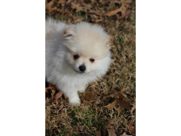 Pomeranian DOG Male CREAM 4873 Petland Montgomery, Alabama