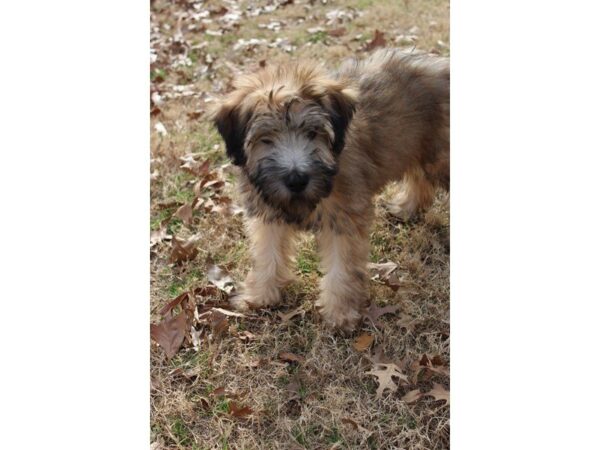 Soft Coated Wheaten Terrier DOG Male Wheaten 4797 Petland Montgomery, Alabama