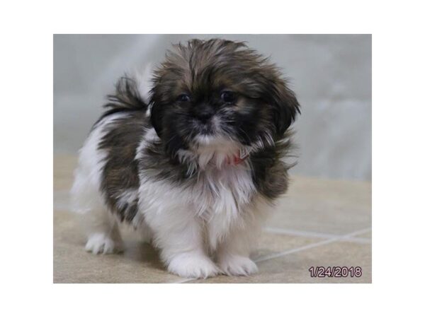 Shih Tzu-DOG-Female-Gold Sable-4878-Petland Montgomery, Alabama