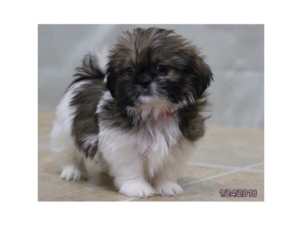 Shih Tzu DOG Female Gold Sable 4878 Petland Montgomery, Alabama