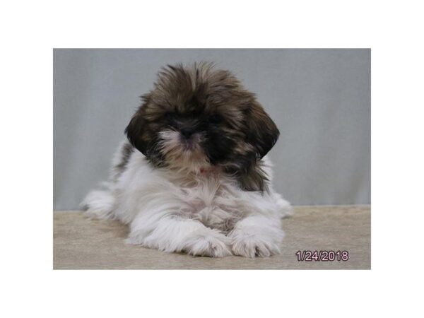 Shih Tzu DOG Female Gold Sable 4879 Petland Montgomery, Alabama