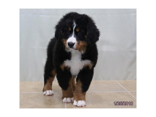 Bernese Mountain Dog DOG Female Black Rust / White 4880 Petland Montgomery, Alabama