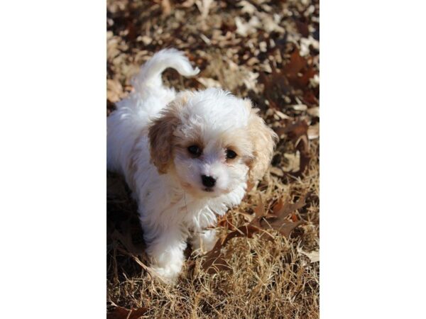 Cavalier King/Bichon DOG Male Blenheim 4874 Petland Montgomery, Alabama