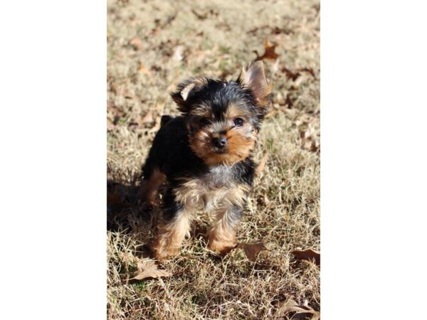 Yorkshire Terrier DOG Male Black / Tan 4876 Petland Montgomery, Alabama