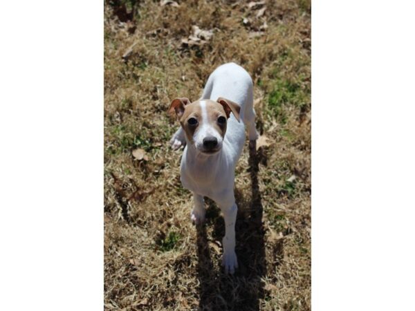 Italian Greyhound-DOG-Female-White / Blue Fawn-4881-Petland Montgomery, Alabama