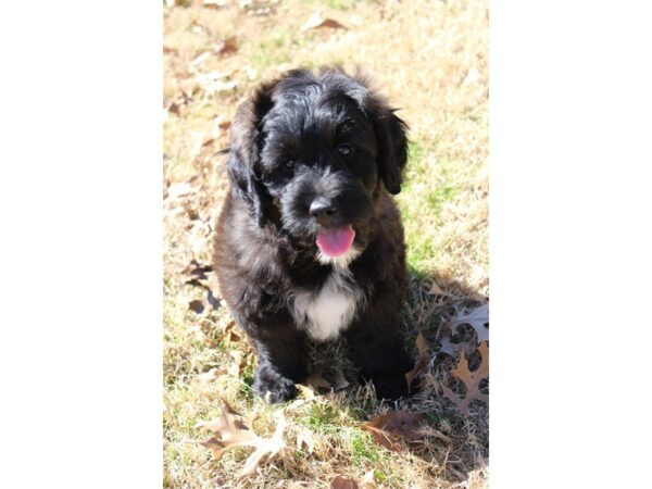 Goldendoodle Mini-DOG-Female-Black-4877-Petland Montgomery, Alabama