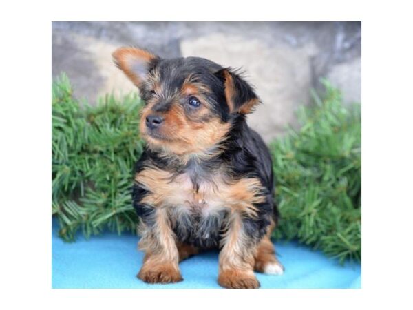 Yorkshire Terrier DOG Female Black / Tan 4885 Petland Montgomery, Alabama