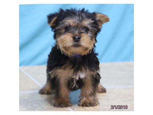 Silky Terrier DOG Male Black / Tan 4887 Petland Montgomery, Alabama