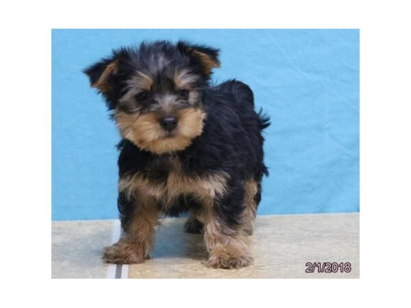 Silky Terrier DOG Male Black / Tan 4888 Petland Montgomery, Alabama