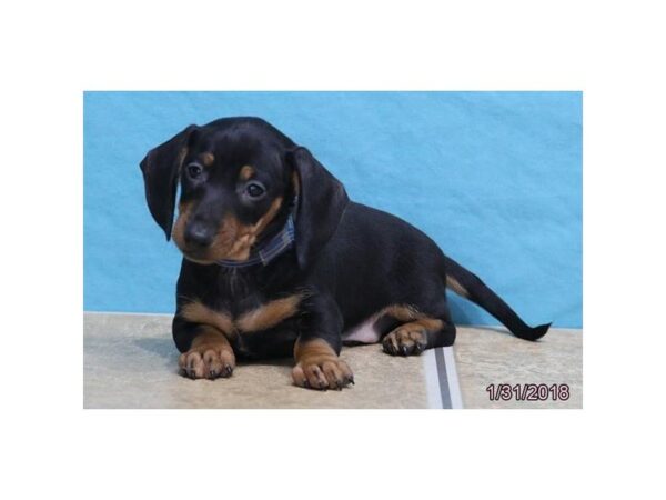 Dachshund-DOG-Male-Black / Tan-4889-Petland Montgomery, Alabama