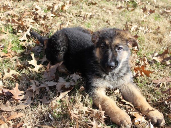 German Shepherd Dog DOG Female Black / Tan 4875 Petland Montgomery, Alabama