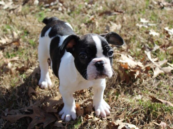 French Bulldog-DOG-Male-white w/ brindle-4882-Petland Montgomery, Alabama