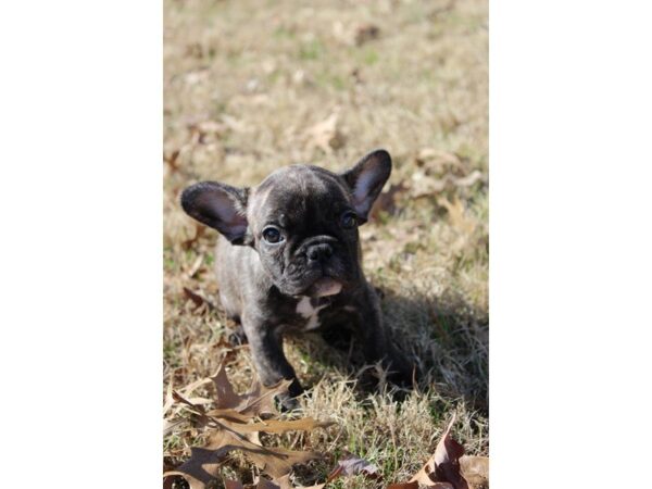 French Bulldog-DOG-Female-Brindle-4883-Petland Montgomery, Alabama