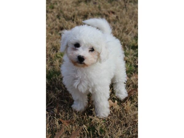 Bichon Frise-DOG-Male-wh-4884-Petland Montgomery, Alabama