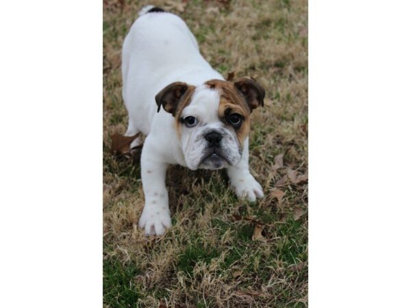 English Bulldog DOG Female White 4812 Petland Montgomery, Alabama