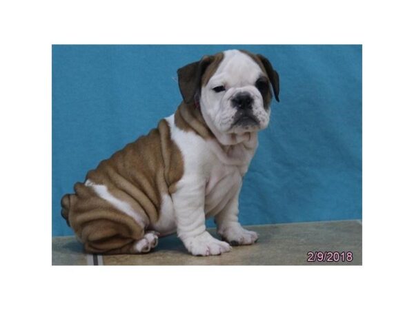 English Bulldog-DOG-Female-Red / White-4924-Petland Montgomery, Alabama