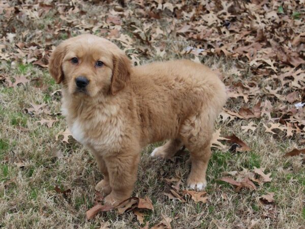 Golden Retriever-DOG-Male-Red Golden-4891-Petland Montgomery, Alabama