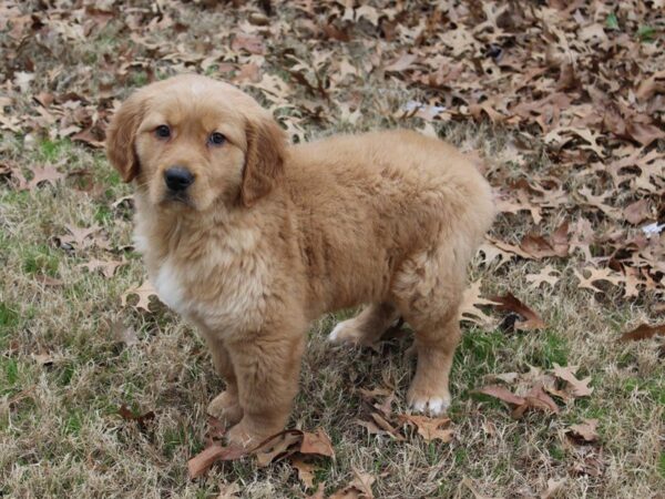 Golden Retriever DOG Male Red Golden 4891 Petland Montgomery, Alabama