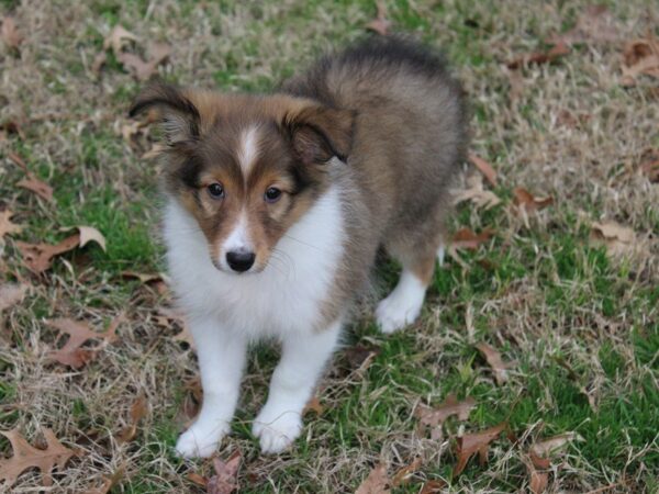 Shetland Sheepdog DOG Female Sable / White 4892 Petland Montgomery, Alabama