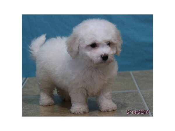 Bichon Frise DOG Female White 4895 Petland Montgomery, Alabama