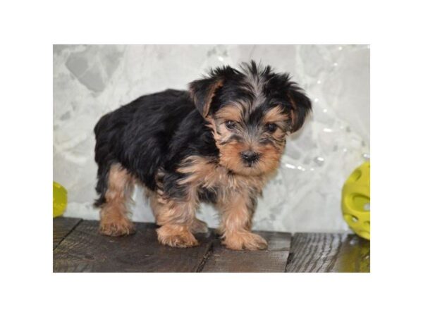 Yorkshire Terrier DOG Female Black / Tan 4896 Petland Montgomery, Alabama