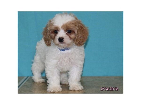 Cavachon-DOG-Male-Blenheim-4898-Petland Montgomery, Alabama