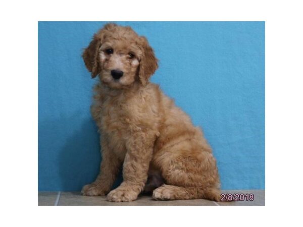 Goldendoodle-DOG-Male-Golden-4900-Petland Montgomery, Alabama