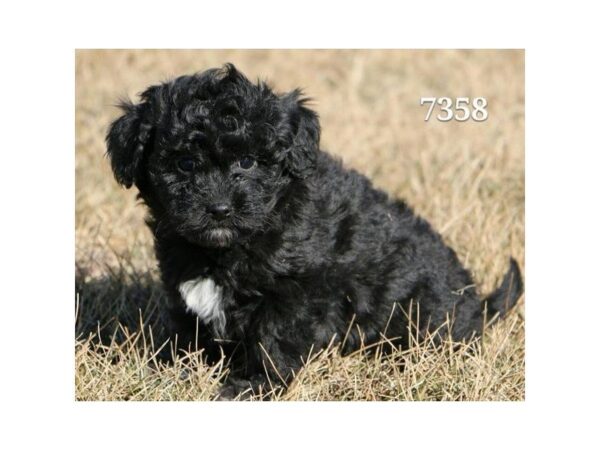 Havanese/Poodle DOG Female Black 4902 Petland Montgomery, Alabama