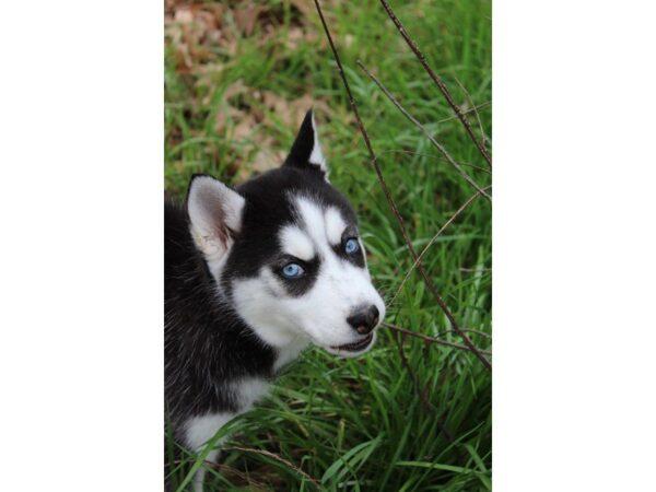 Siberian Husky DOG Female Black and White 4893 Petland Montgomery, Alabama