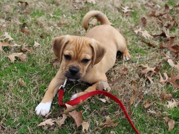 Puggle-DOG-Female-Fawn-4866-Petland Montgomery, Alabama