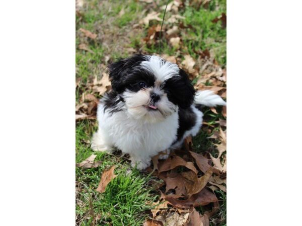 Shih Tzu DOG Female Black / White 4899 Petland Montgomery, Alabama