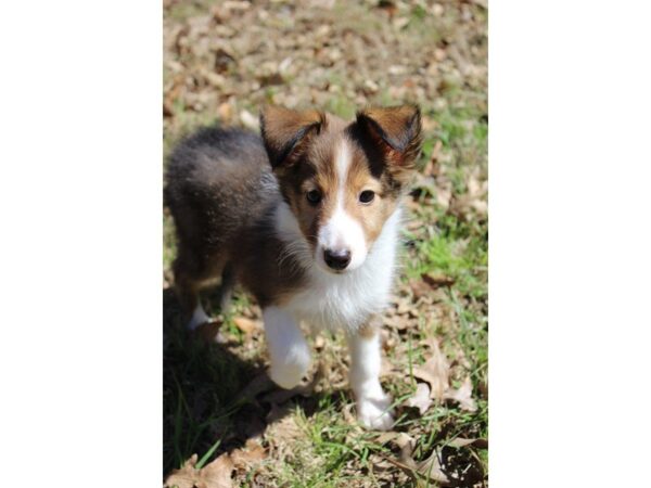 Shetland Sheepdog DOG Female Sable / White 4906 Petland Montgomery, Alabama