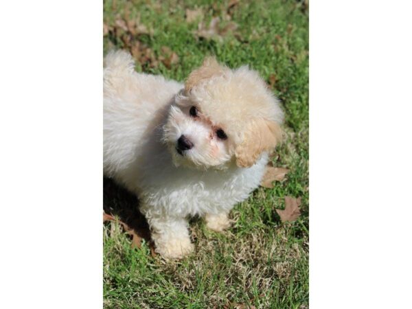 Poodle-DOG-Male-Cream-4910-Petland Montgomery, Alabama