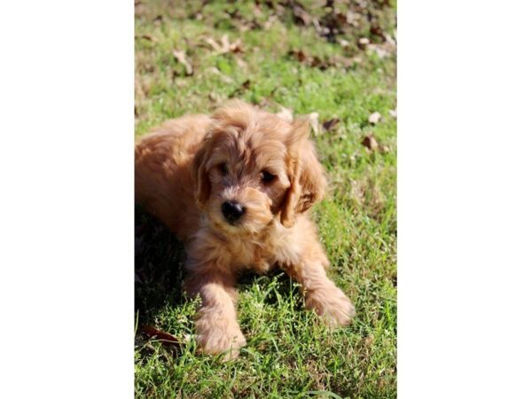Goldendoodle Mini-DOG-Female-Golden-4913-Petland Montgomery, Alabama