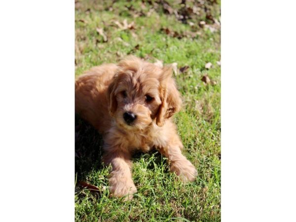 Goldendoodle Mini DOG Female Golden 4913 Petland Montgomery, Alabama