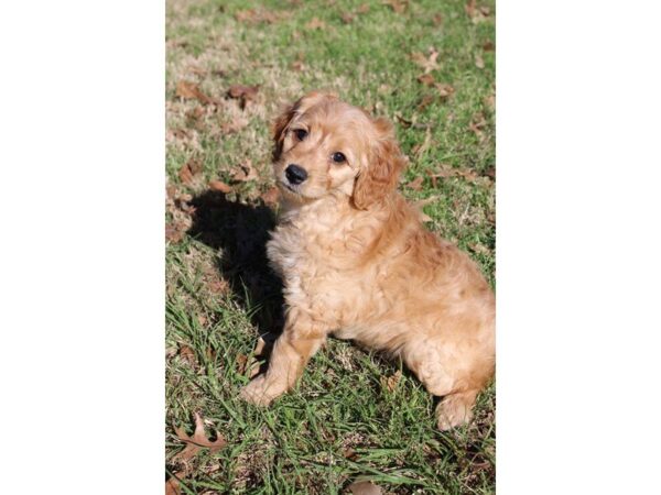 Goldendoodle Mini DOG Female Golden 4912 Petland Montgomery, Alabama