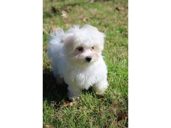 Maltese DOG Female White 4903 Petland Montgomery, Alabama