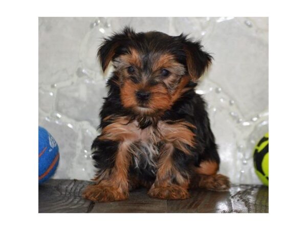 Yorkshire Terrier DOG Female Black / Tan 4917 Petland Montgomery, Alabama