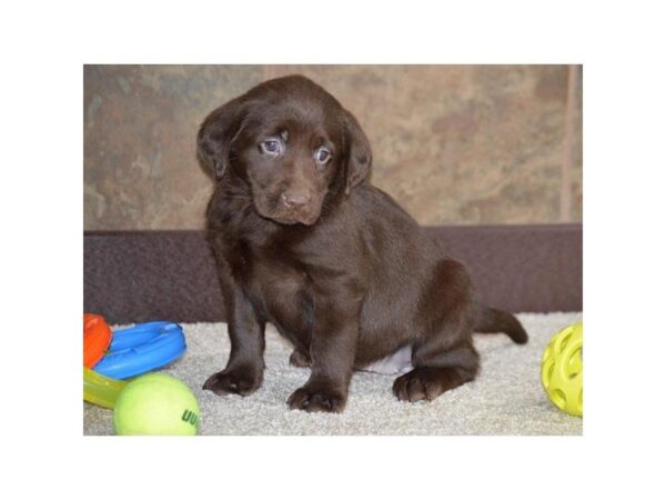 Labrador Retriever-DOG-Female-Chocolate-4919-Petland Montgomery, Alabama