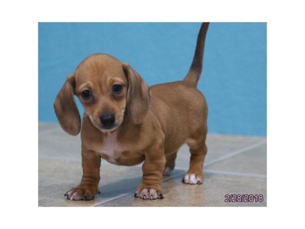 Dachshund DOG Female Red 4920 Petland Montgomery, Alabama