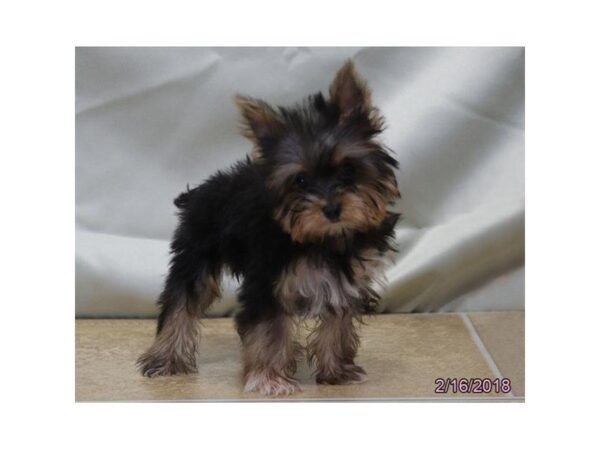 Yorkshire Terrier DOG Female Black / Tan 4923 Petland Montgomery, Alabama