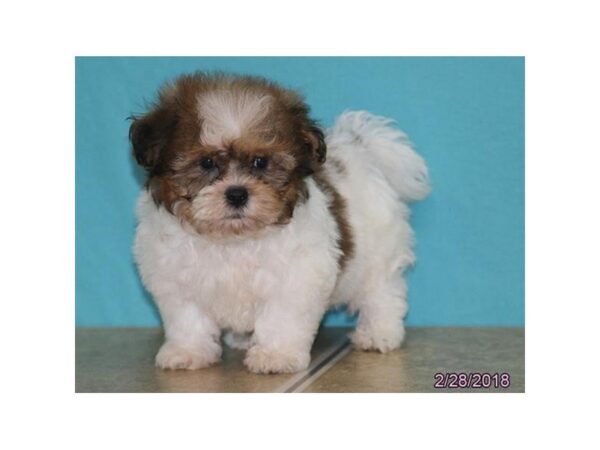 Shih Tzu/Bichon Frise DOG Male Red / White 4925 Petland Montgomery, Alabama